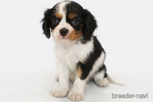 成約済の神奈川県のキャバリアキングチャールズスパニエル-315954の1枚目